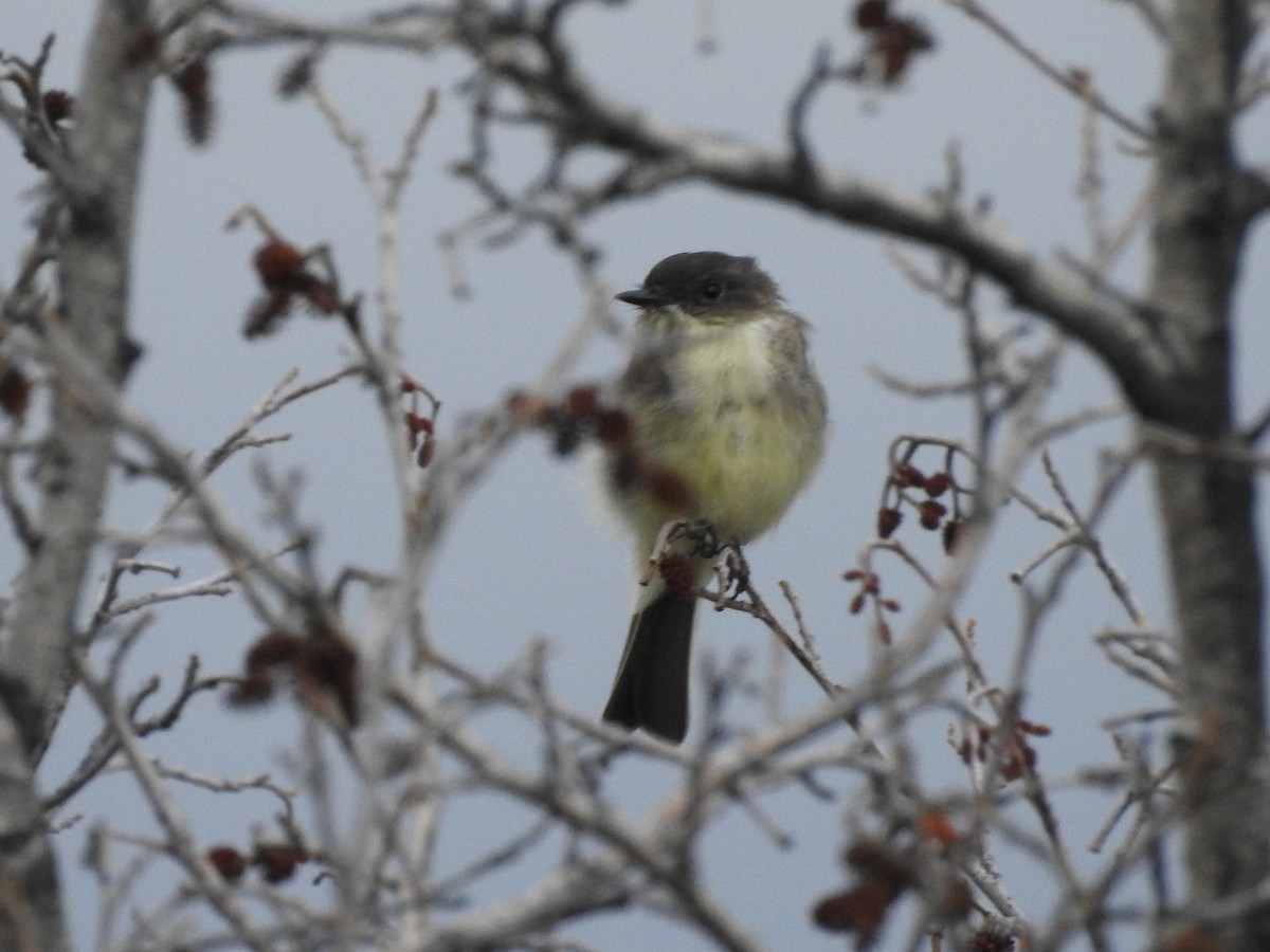 Eastern Phoebe - Shane Sater