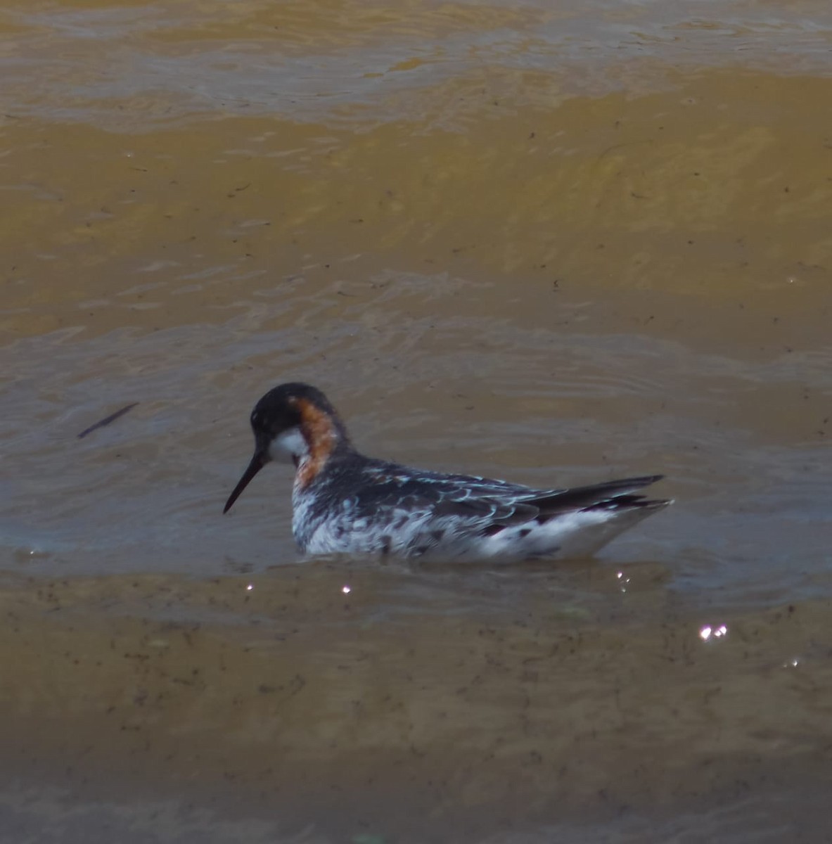 Red-necked Phalarope - ML176227701