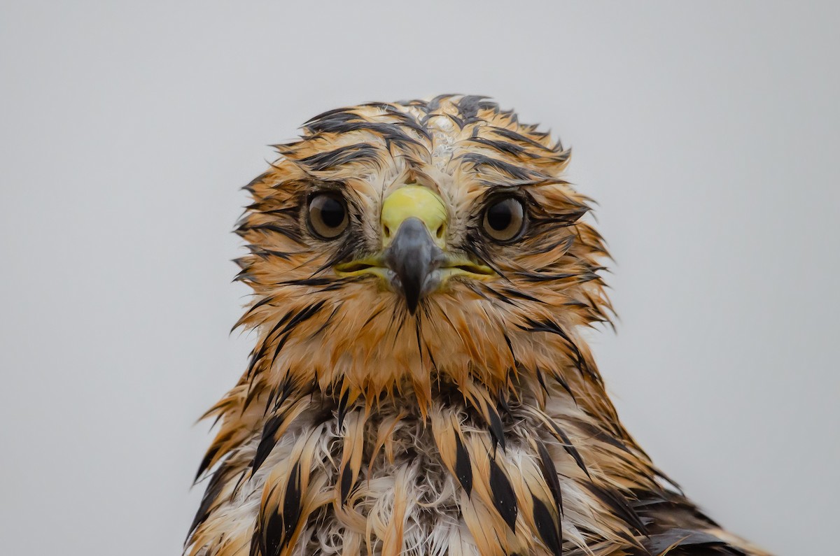 Swainson's Hawk - ML176230601