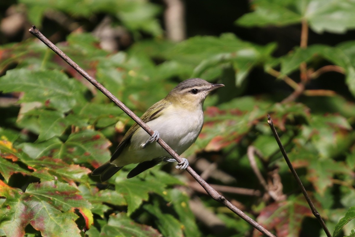 rødøyevireo - ML176233281