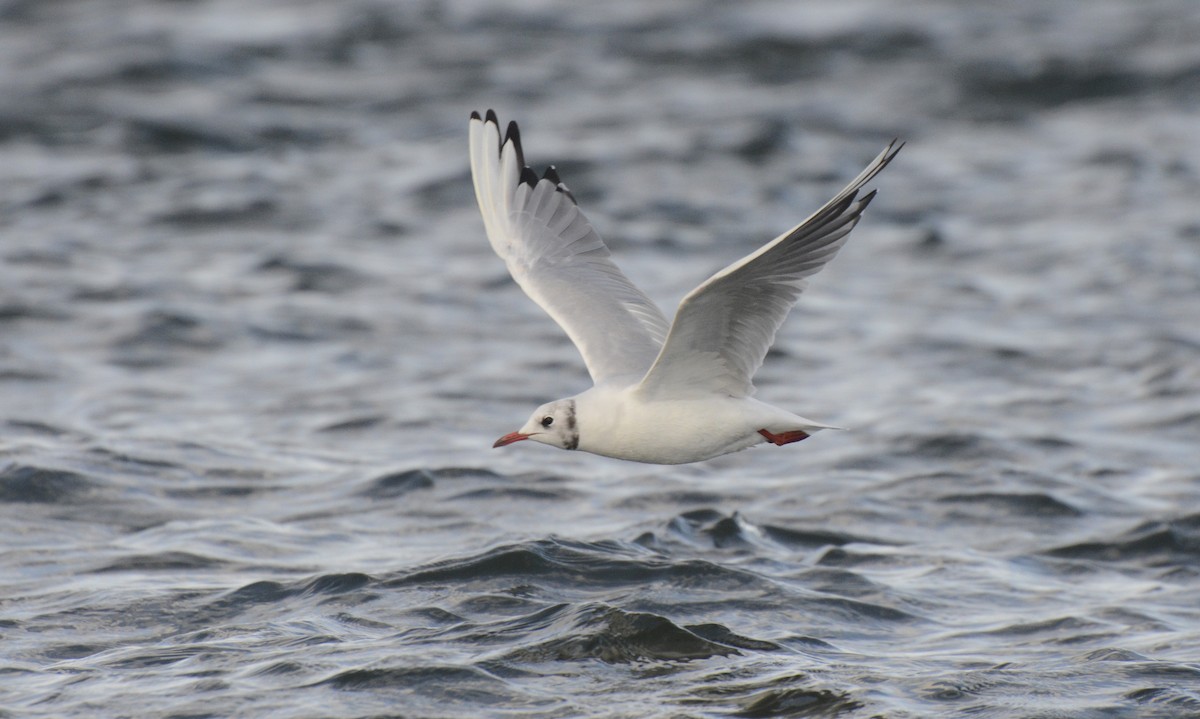 Mouette rieuse - ML176233311