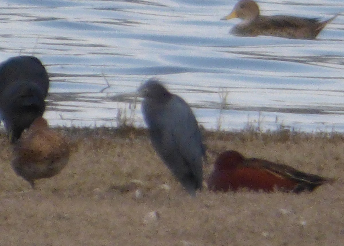Little Blue Heron - ML176235271
