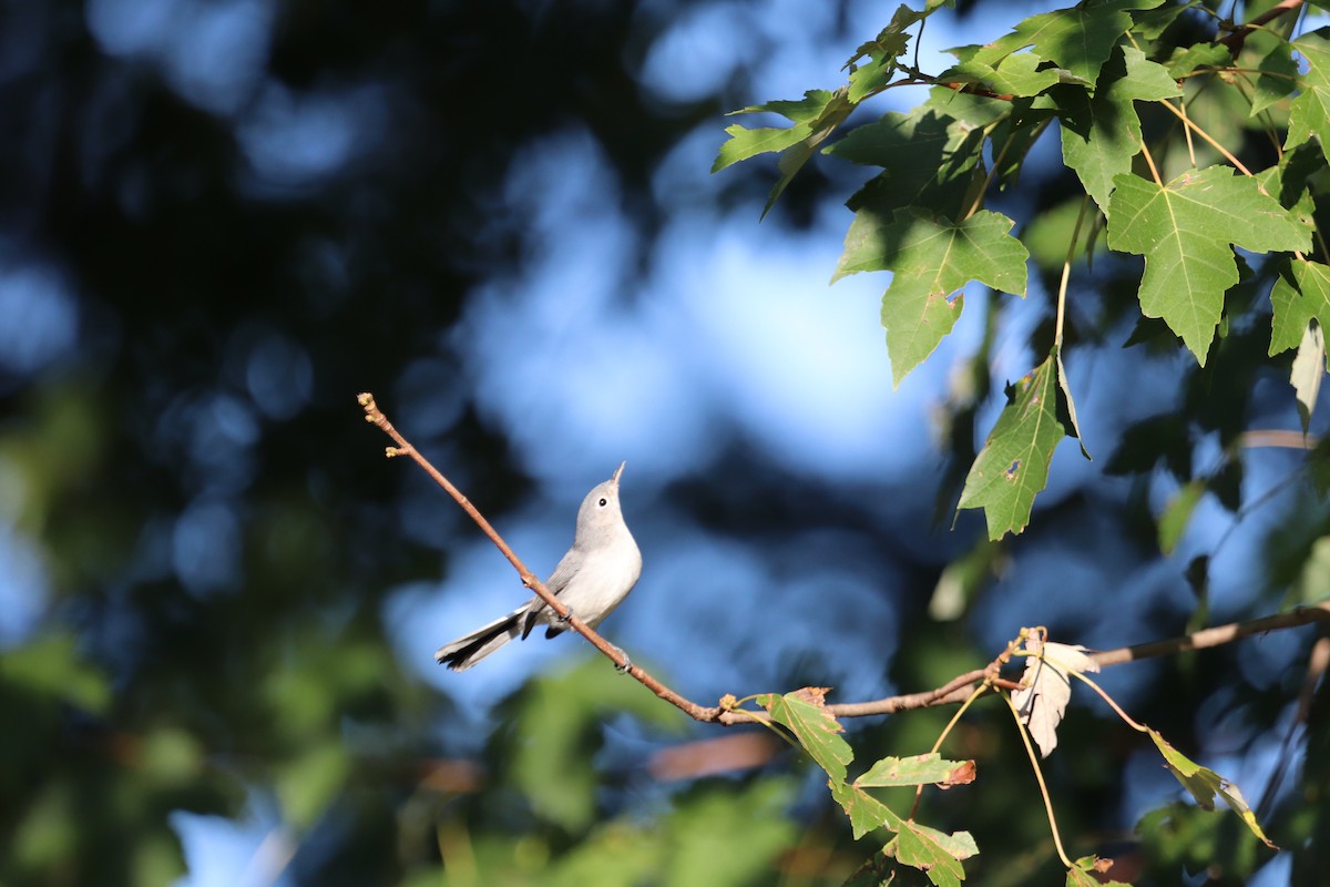 Blue-gray Gnatcatcher - ML176235491