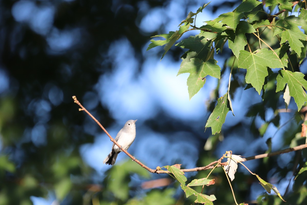 Blue-gray Gnatcatcher - ML176235511