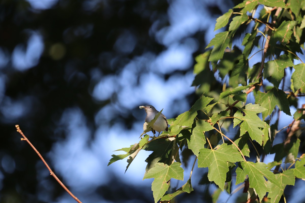 Blue-gray Gnatcatcher - ML176235521