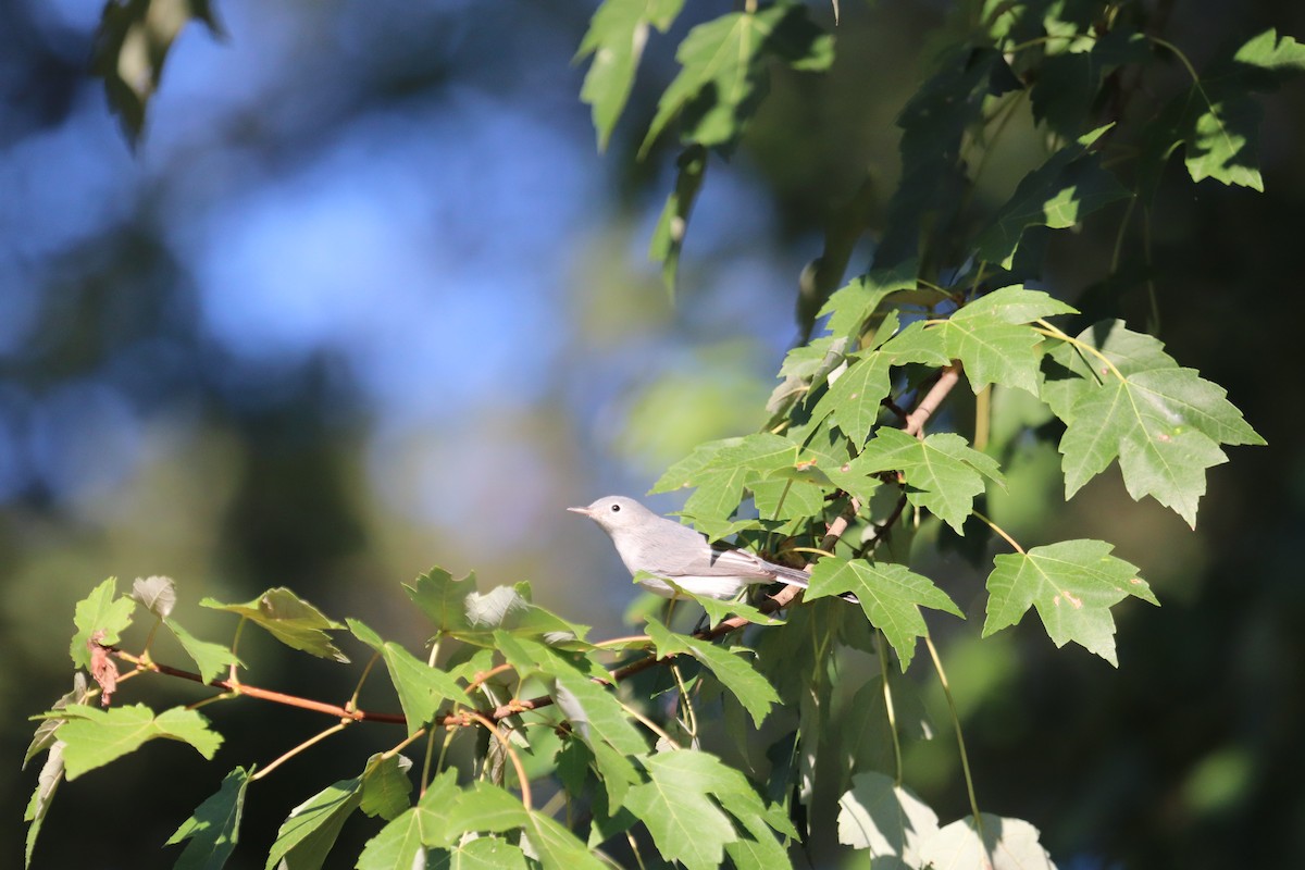 Blue-gray Gnatcatcher - Will McPhail