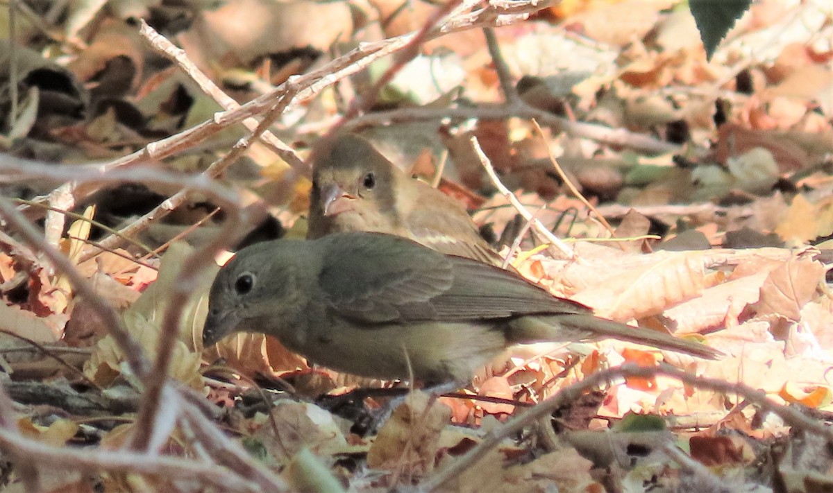 Painted Bunting - ML176237781