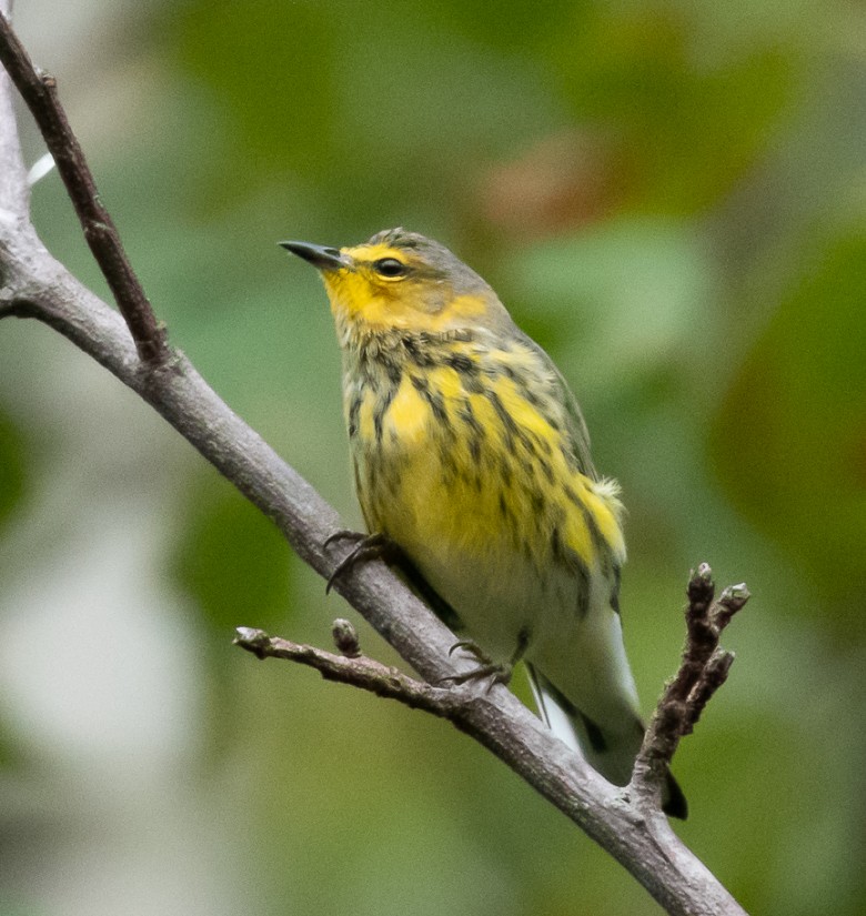 Cape May Warbler - ML176239541