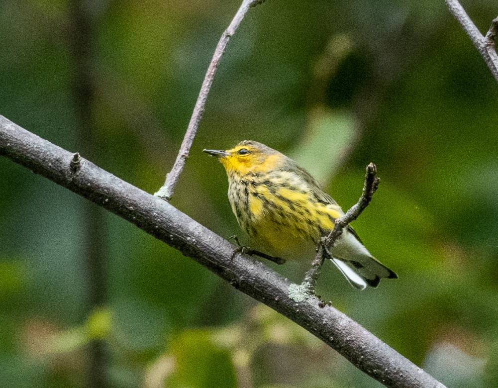 Cape May Warbler - ML176239561
