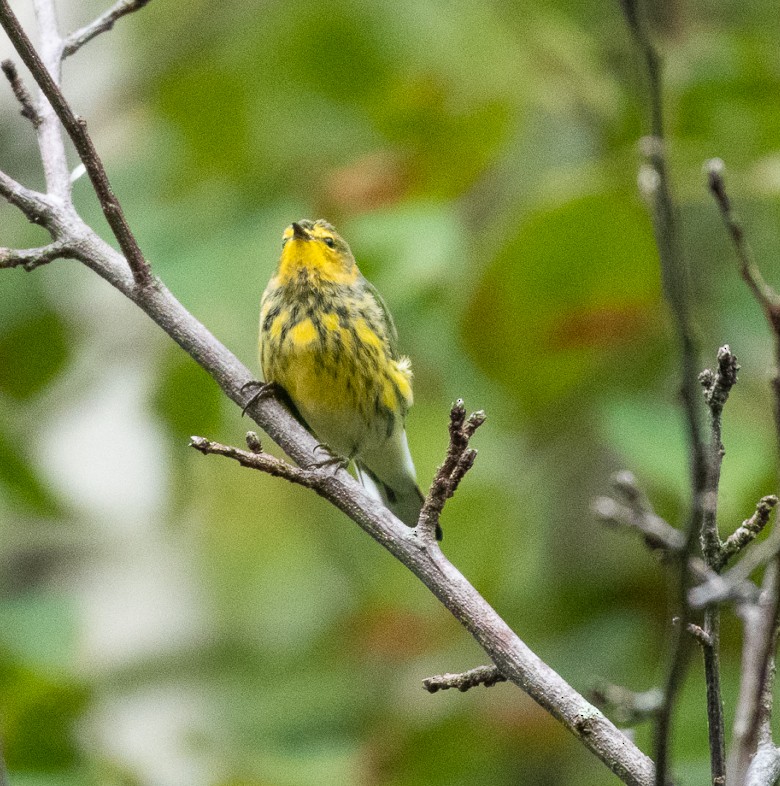 Cape May Warbler - ML176239591