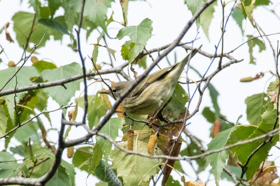 Cape May Warbler - ML176239621