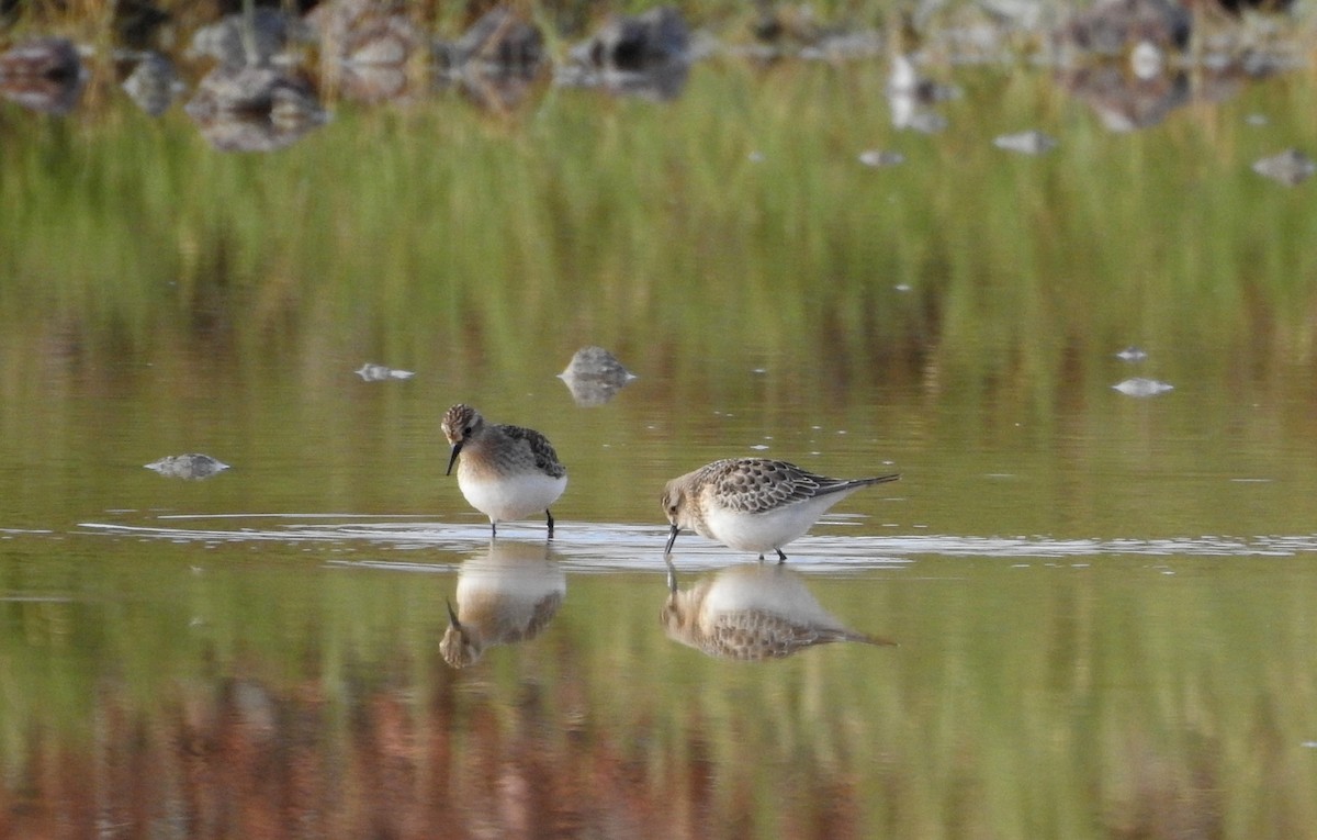 Baird's Sandpiper - ML176242021