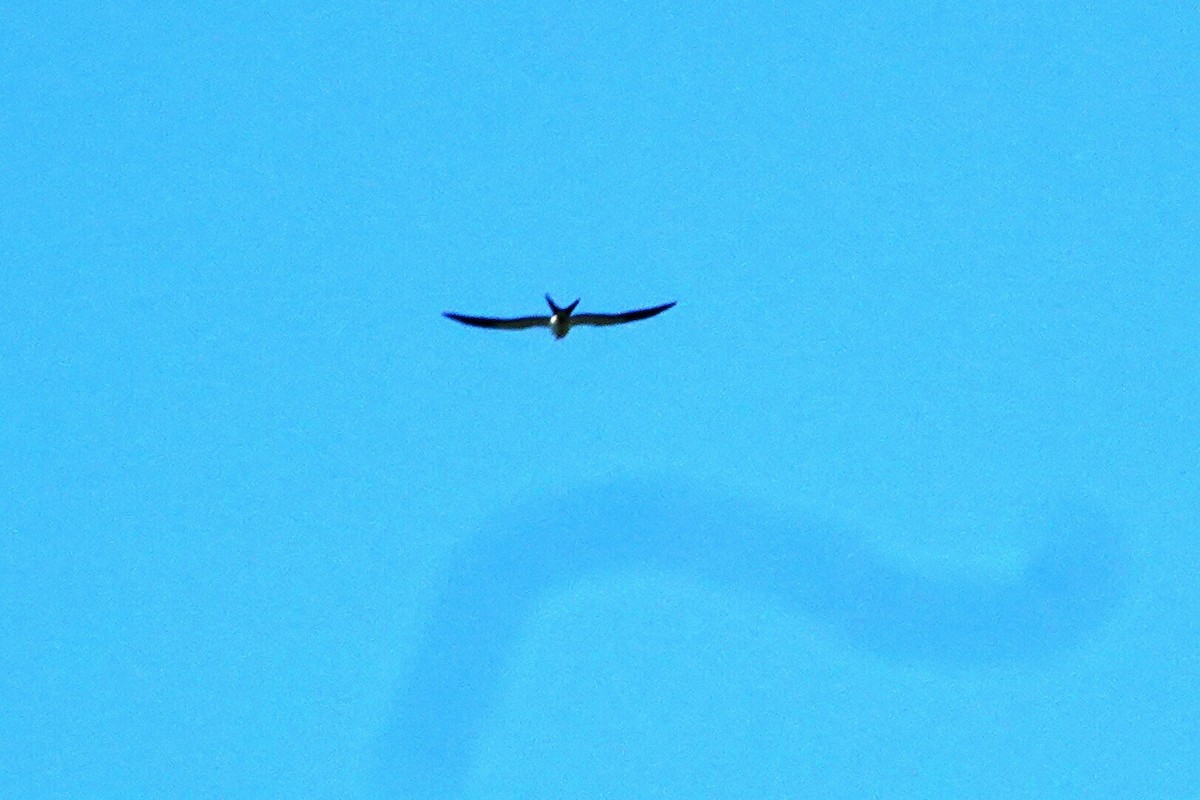 Swallow-tailed Kite - ML176243061