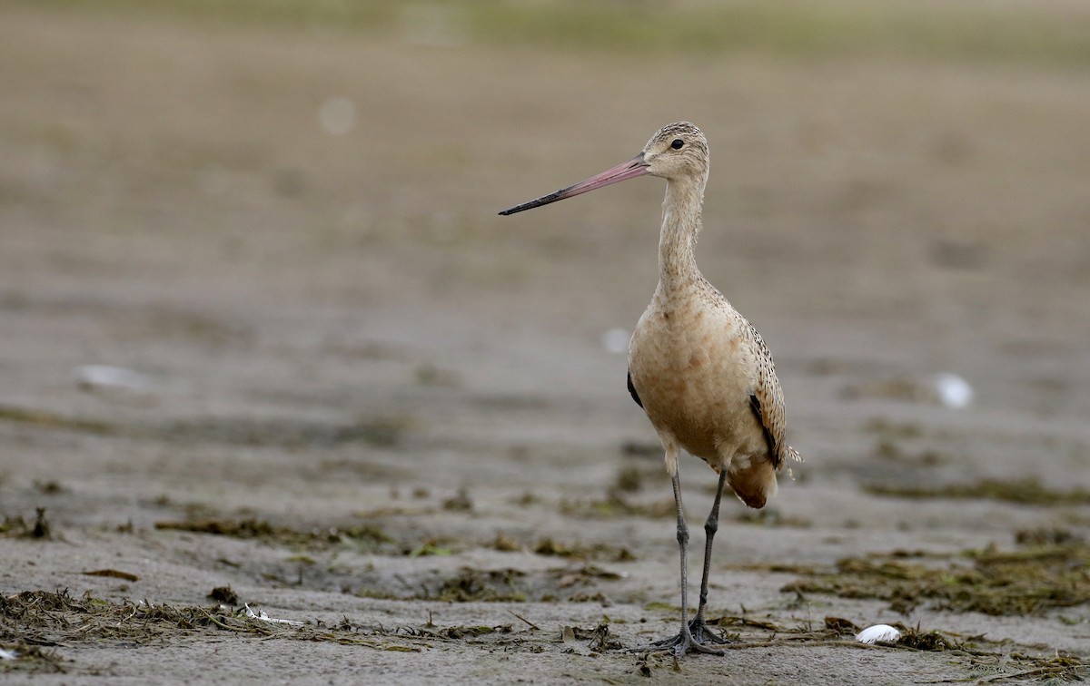 Marbled Godwit - ML176244601