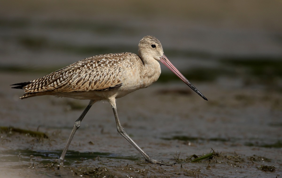 Marbled Godwit - ML176244761