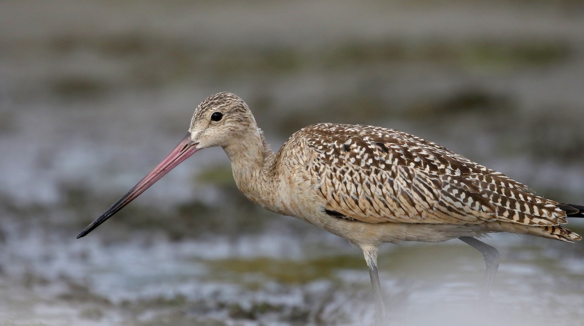 Marbled Godwit - ML176244831