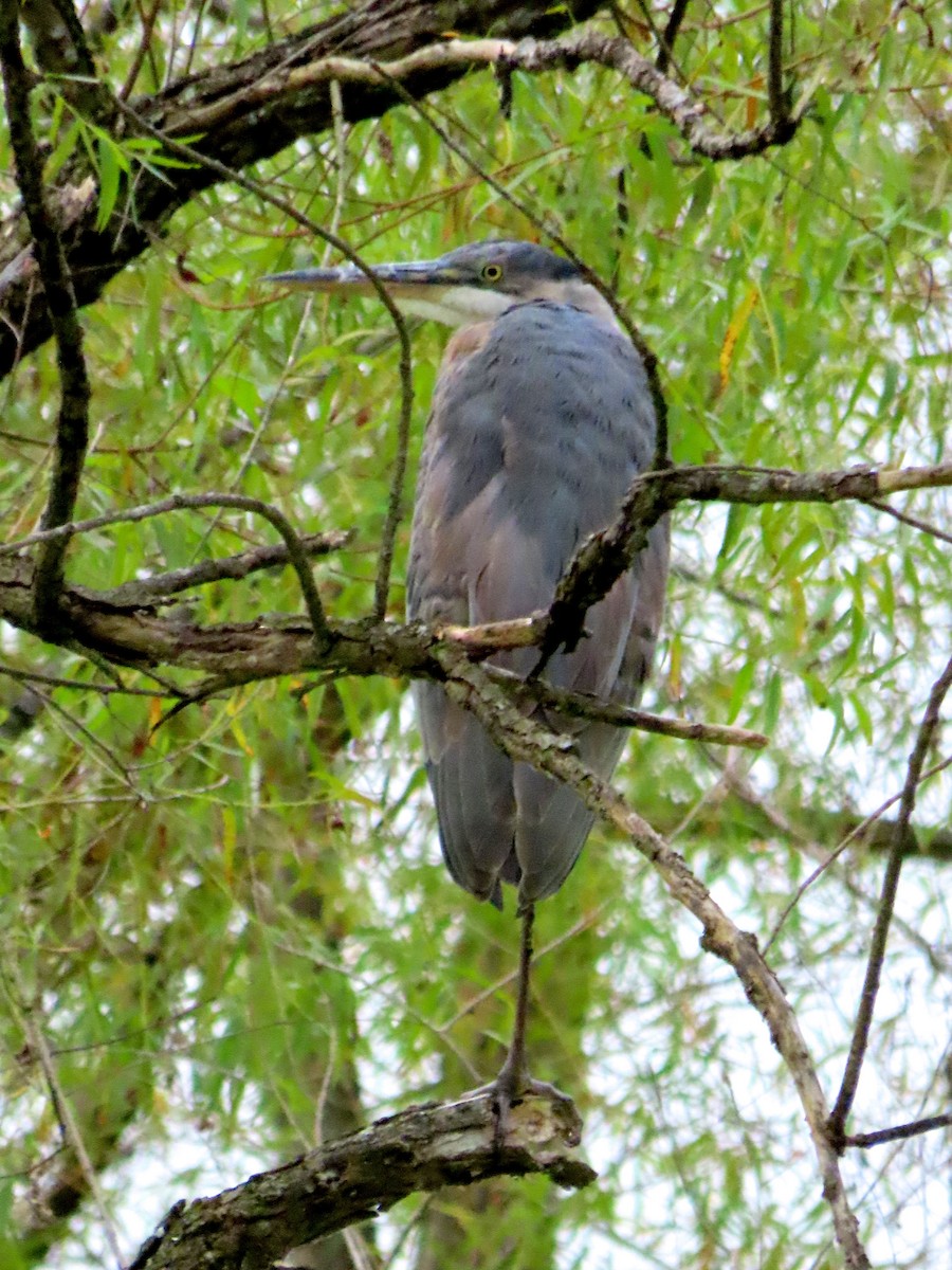 Great Blue Heron - ML176245711