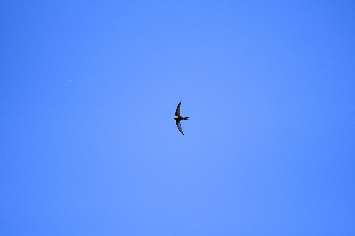 Common Swift - ML176245871