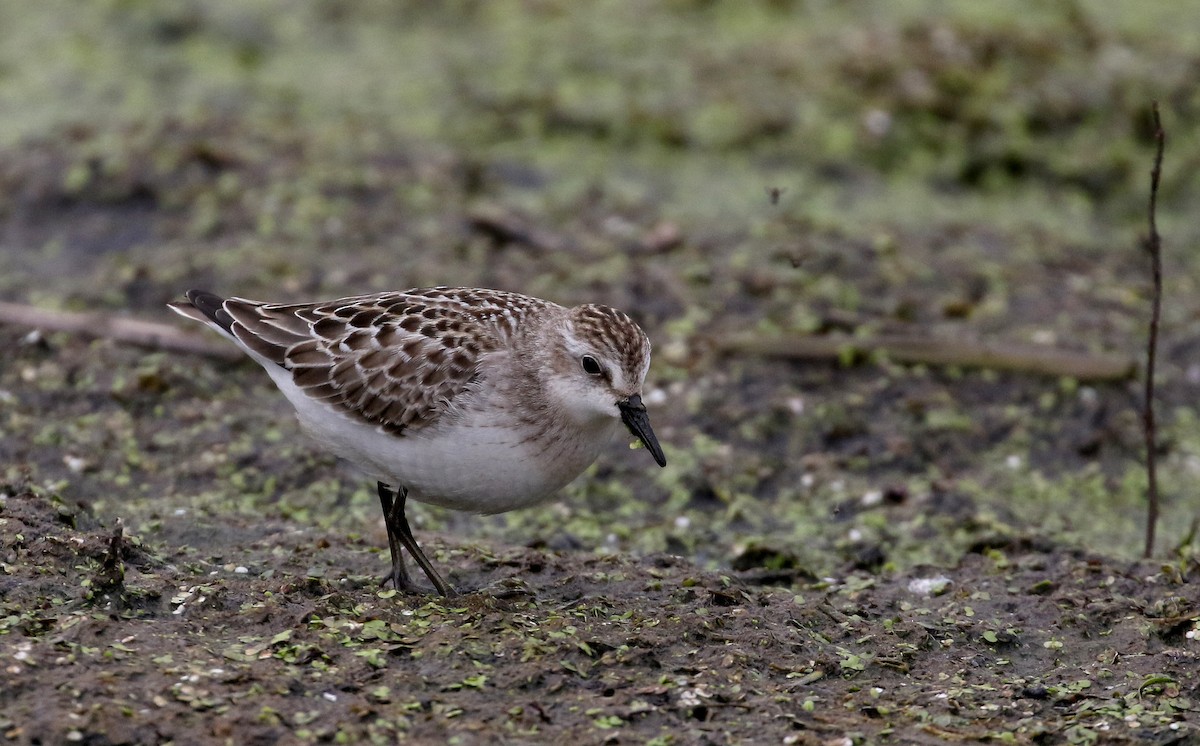 Semipalmated Sandpiper - ML176245941