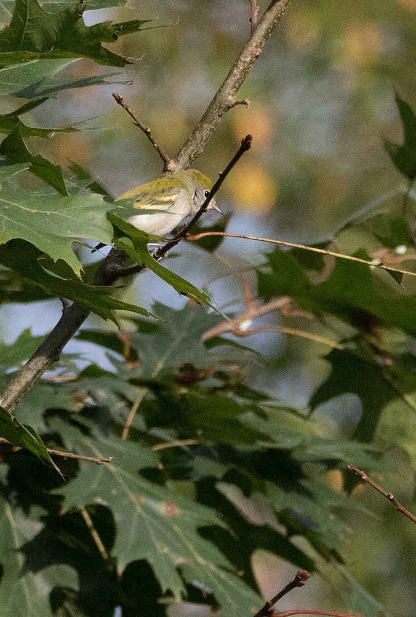 Gelbscheitel-Waldsänger - ML176246051