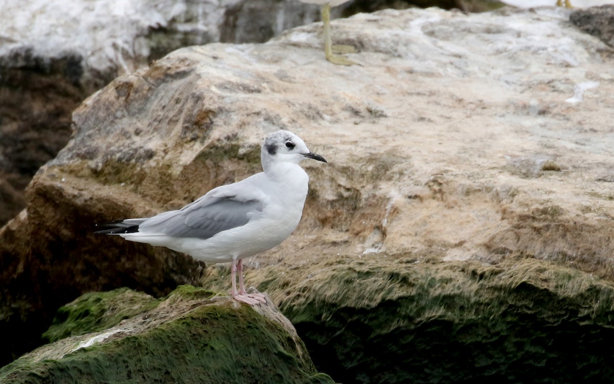 Bonaparte's Gull - ML176246091