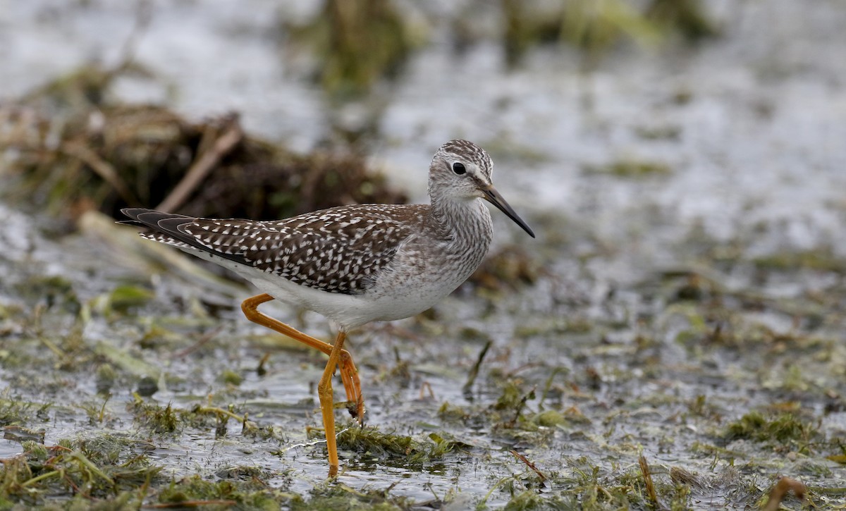 Lesser Yellowlegs - ML176246111