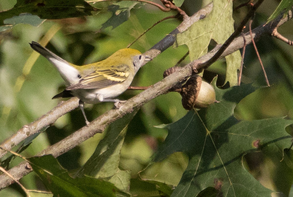 Chestnut-sided Warbler - ML176246121