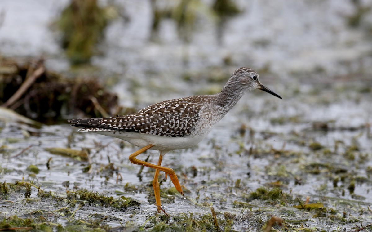 Lesser Yellowlegs - ML176246151