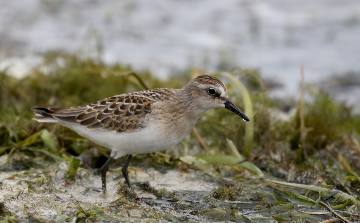 Semipalmated Sandpiper - ML176246161