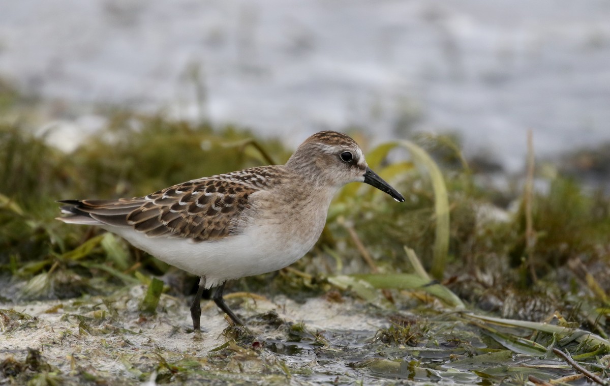 Semipalmated Sandpiper - ML176246171