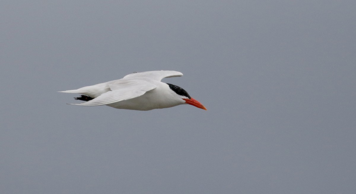 Caspian Tern - ML176246291