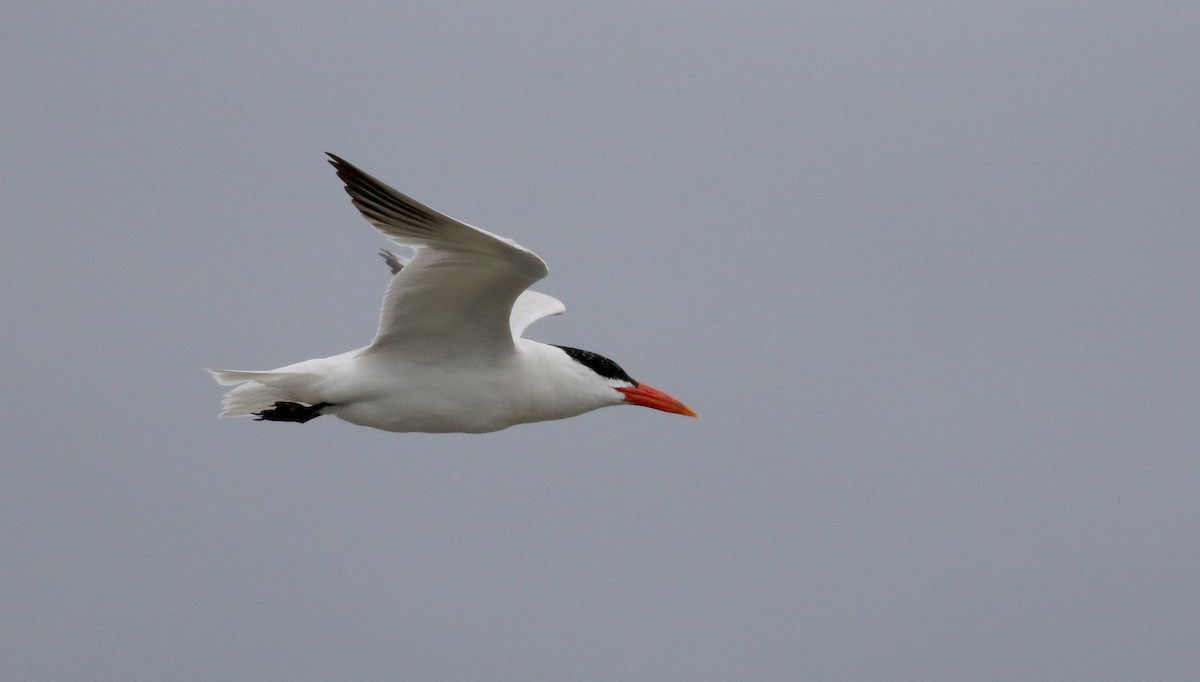 Caspian Tern - ML176246311