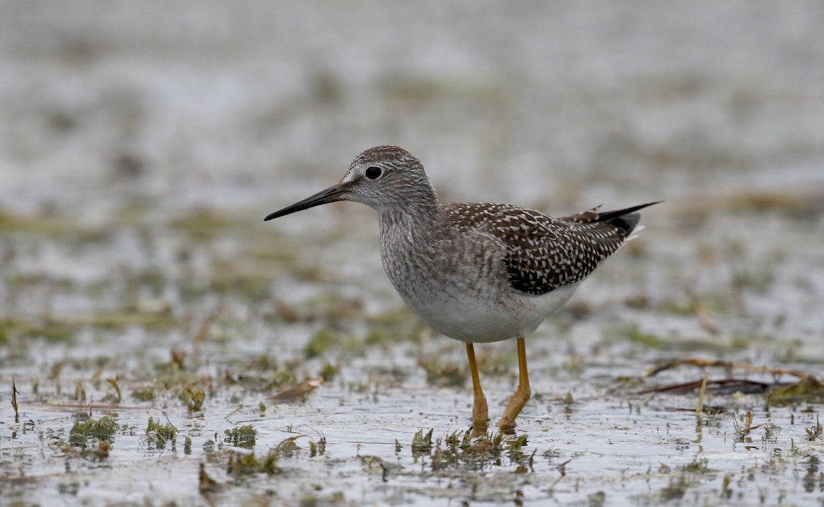 Lesser Yellowlegs - ML176246541