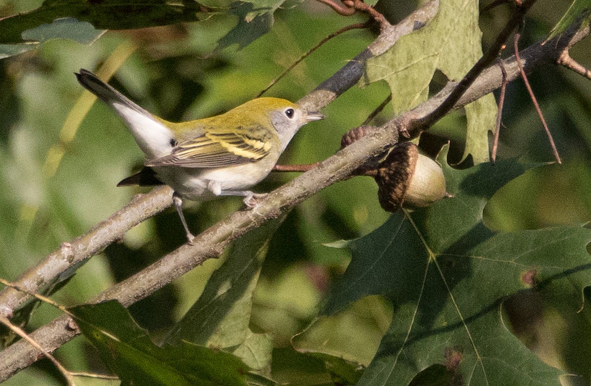 Gelbscheitel-Waldsänger - ML176247241