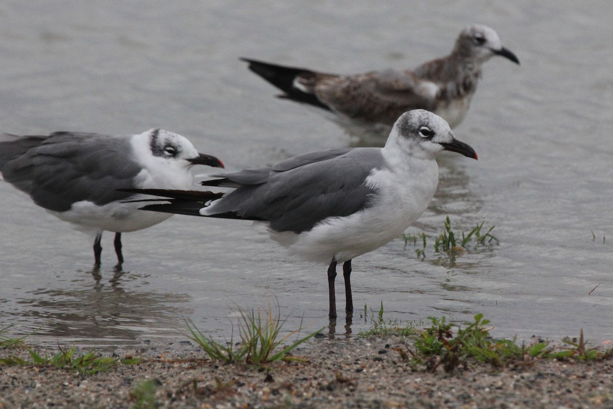Laughing Gull - Rob Bielawski