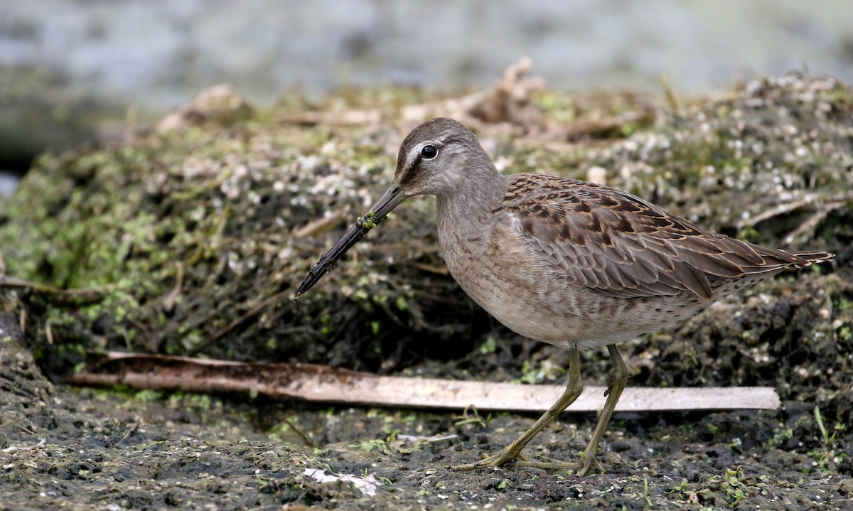 Long-billed Dowitcher - ML176248371