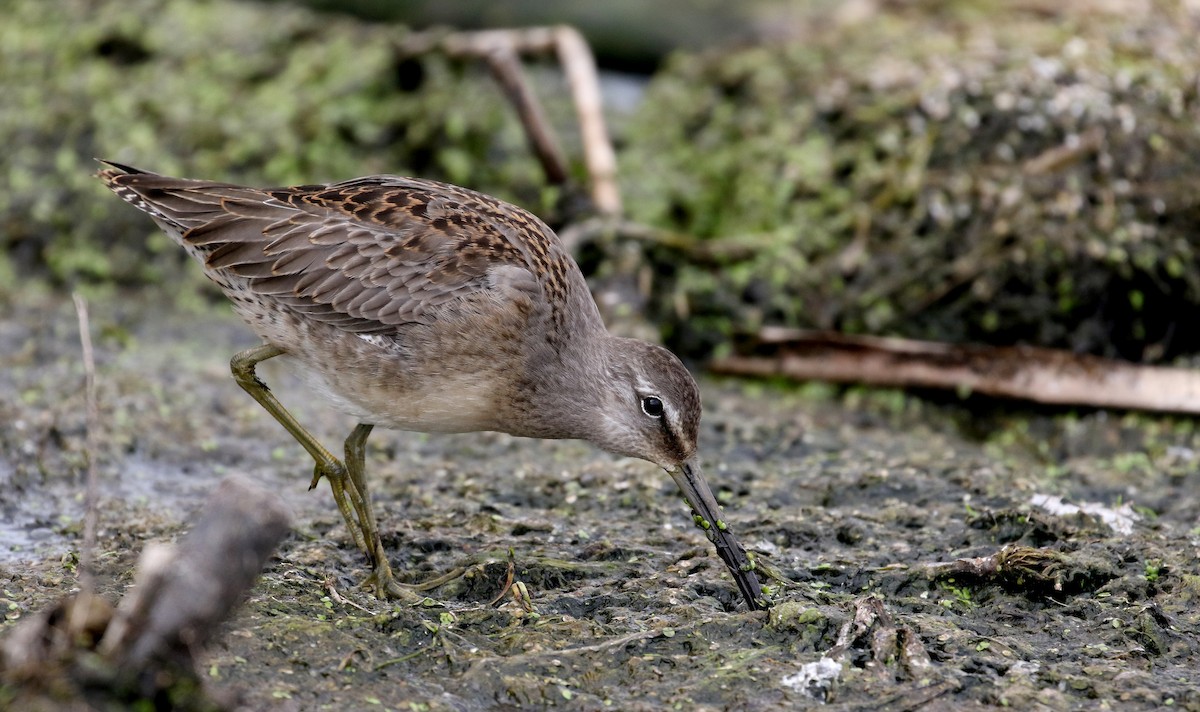 Bécassin à long bec - ML176248631