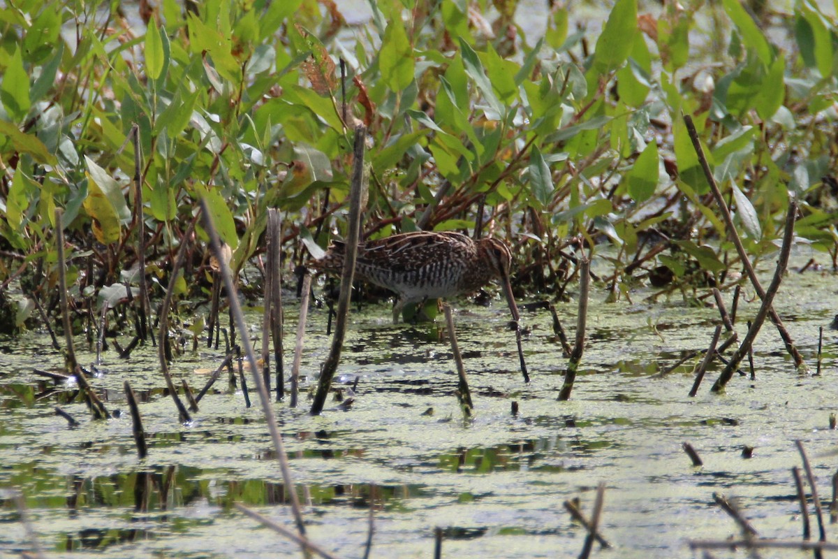 Wilson's Snipe - Patrick Sysiong