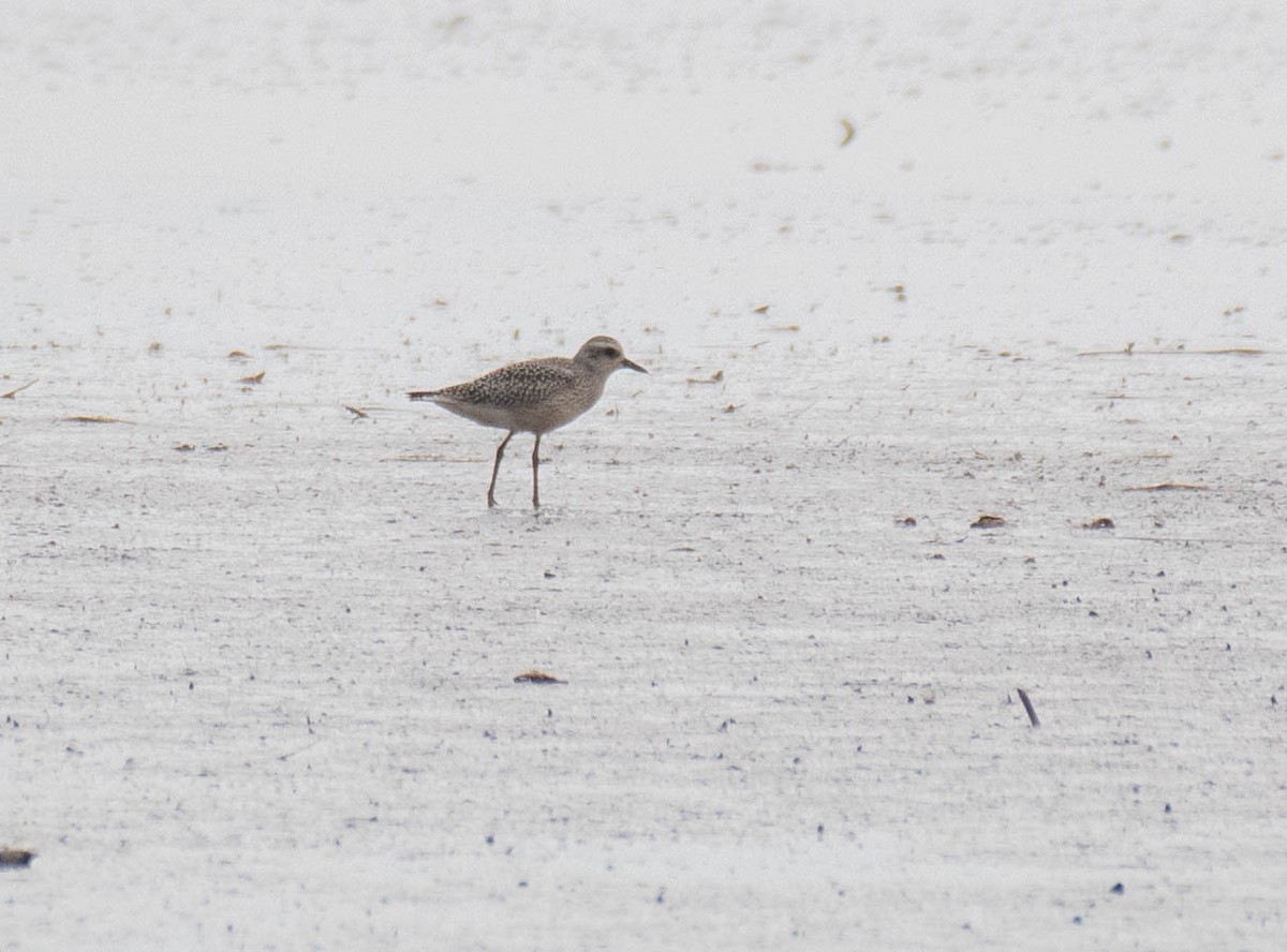 Urre-txirri amerikarra - ML176248991