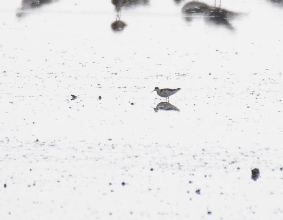 Red-necked Phalarope - ML176249151