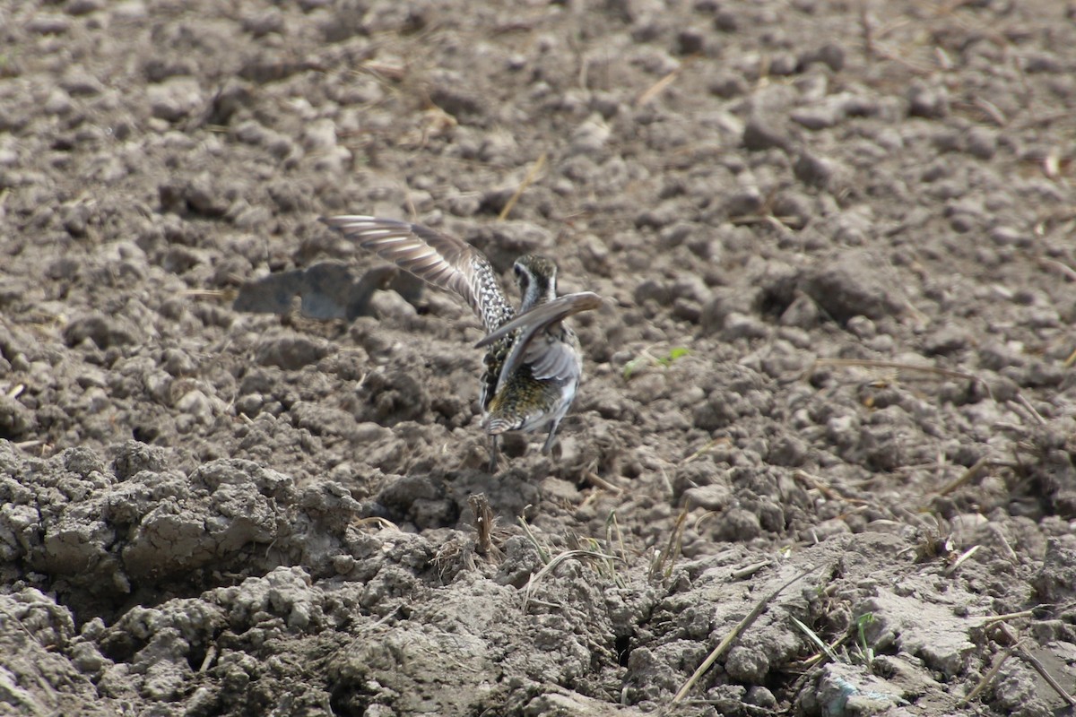 American Golden-Plover - John Groskopf