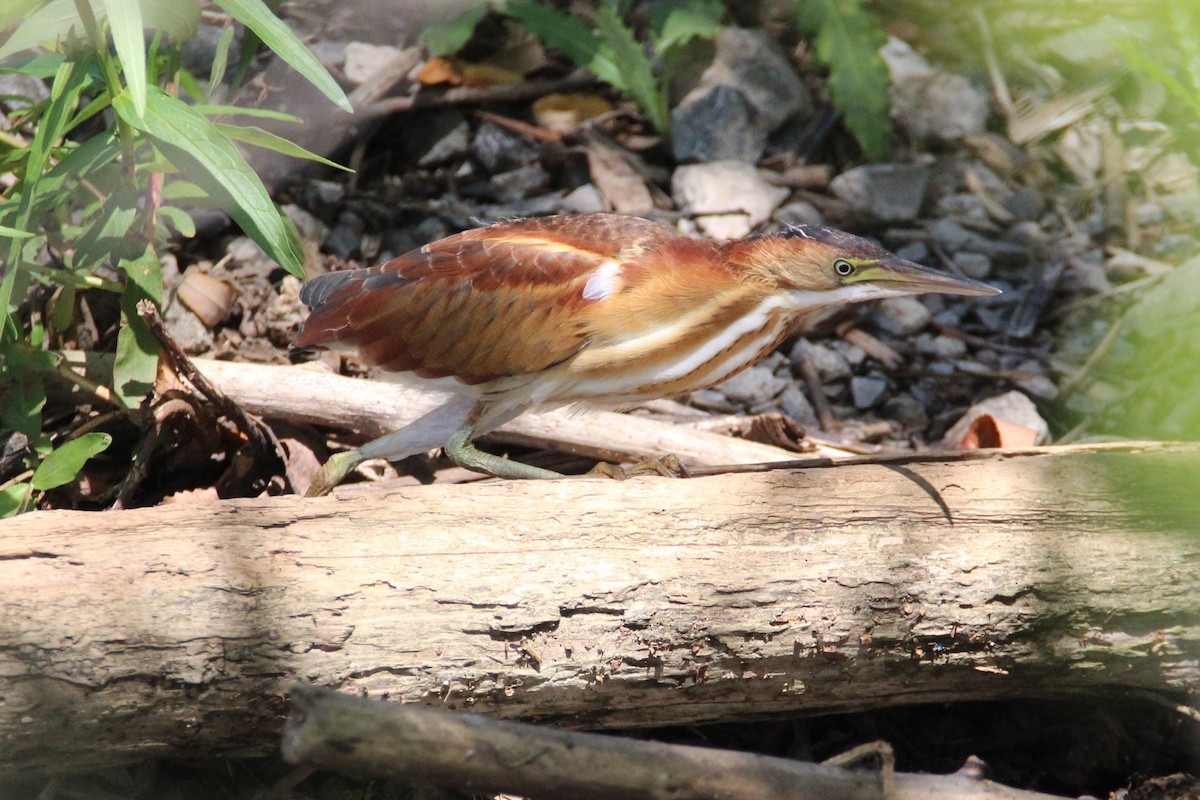 Least Bittern - Patrick Sysiong