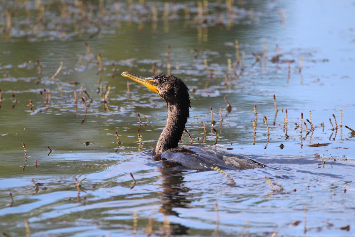 Double-crested Cormorant - Patrick Sysiong