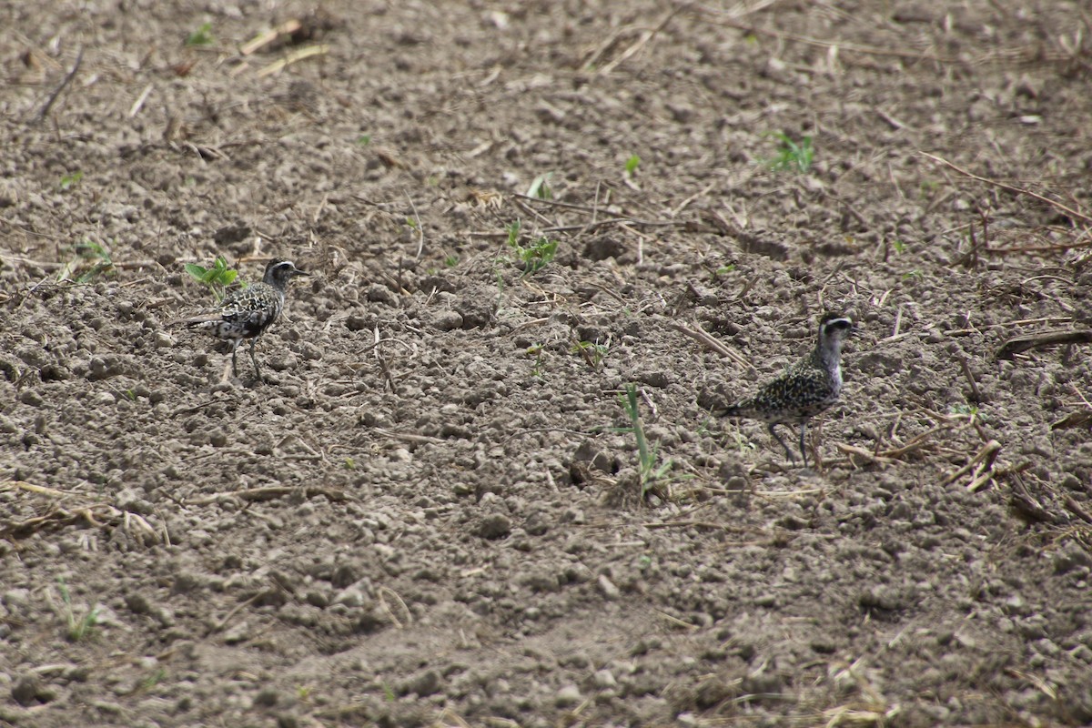 American Golden-Plover - ML176252661