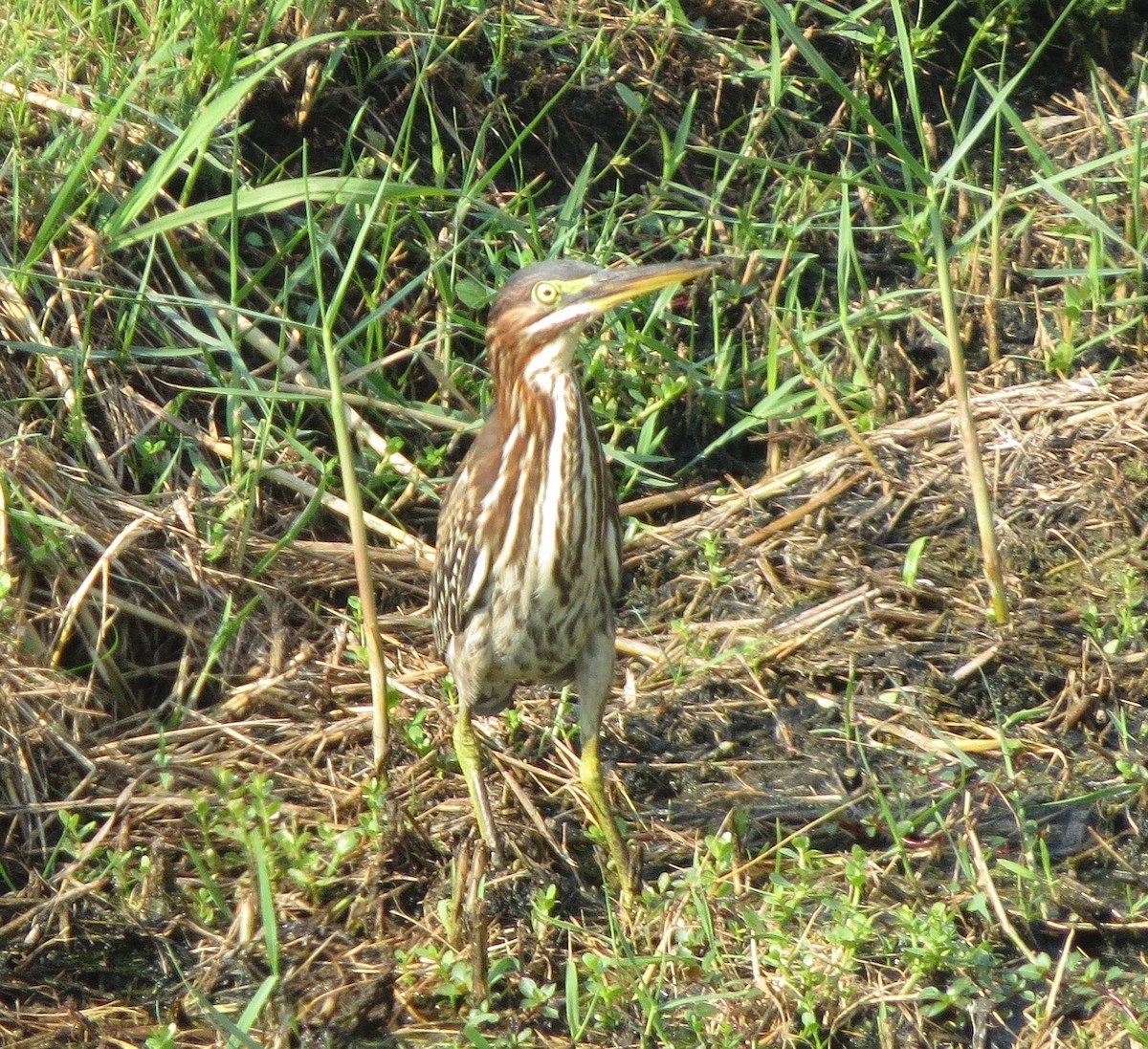 Green Heron - ML176252881