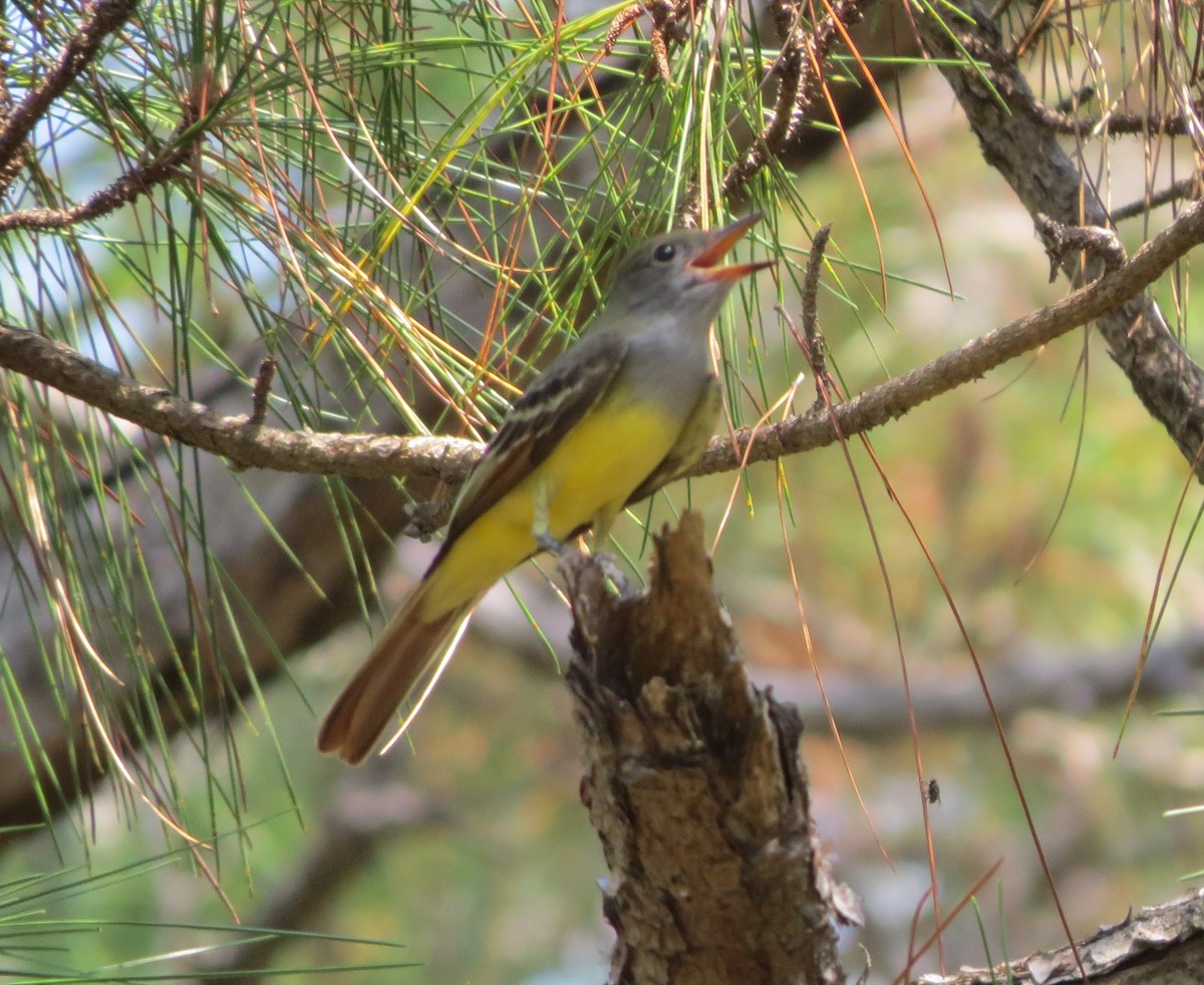 Great Crested Flycatcher - ML176253601