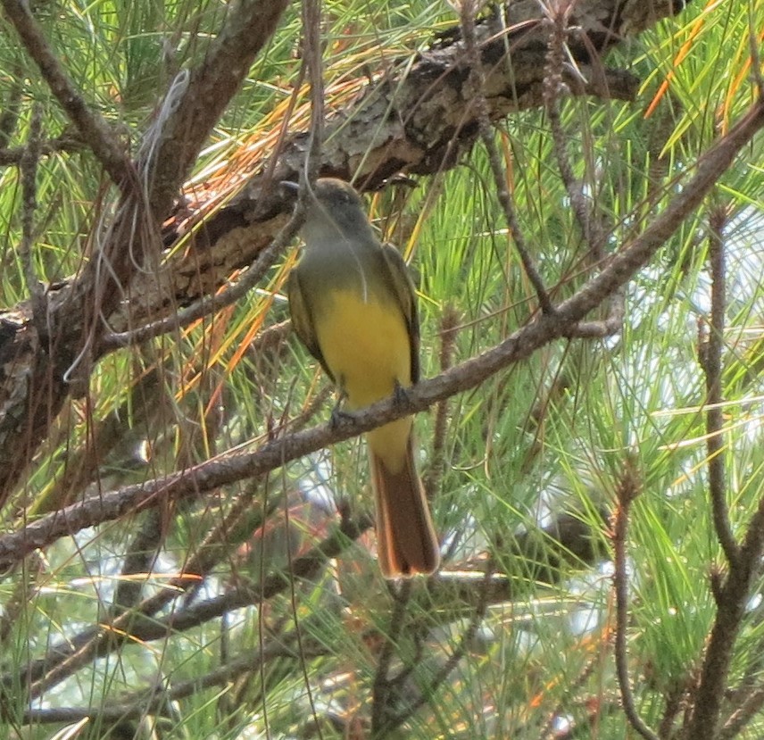 Great Crested Flycatcher - Brian Johnston