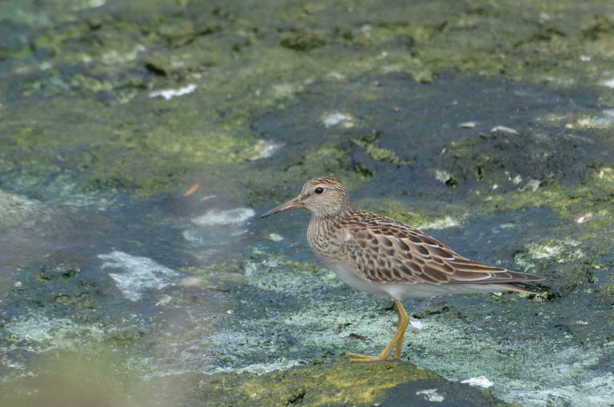 Pectoral Sandpiper - Luis Trinchan