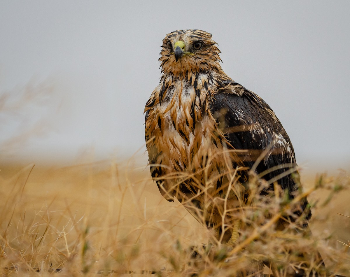 Swainson's Hawk - ML176254621