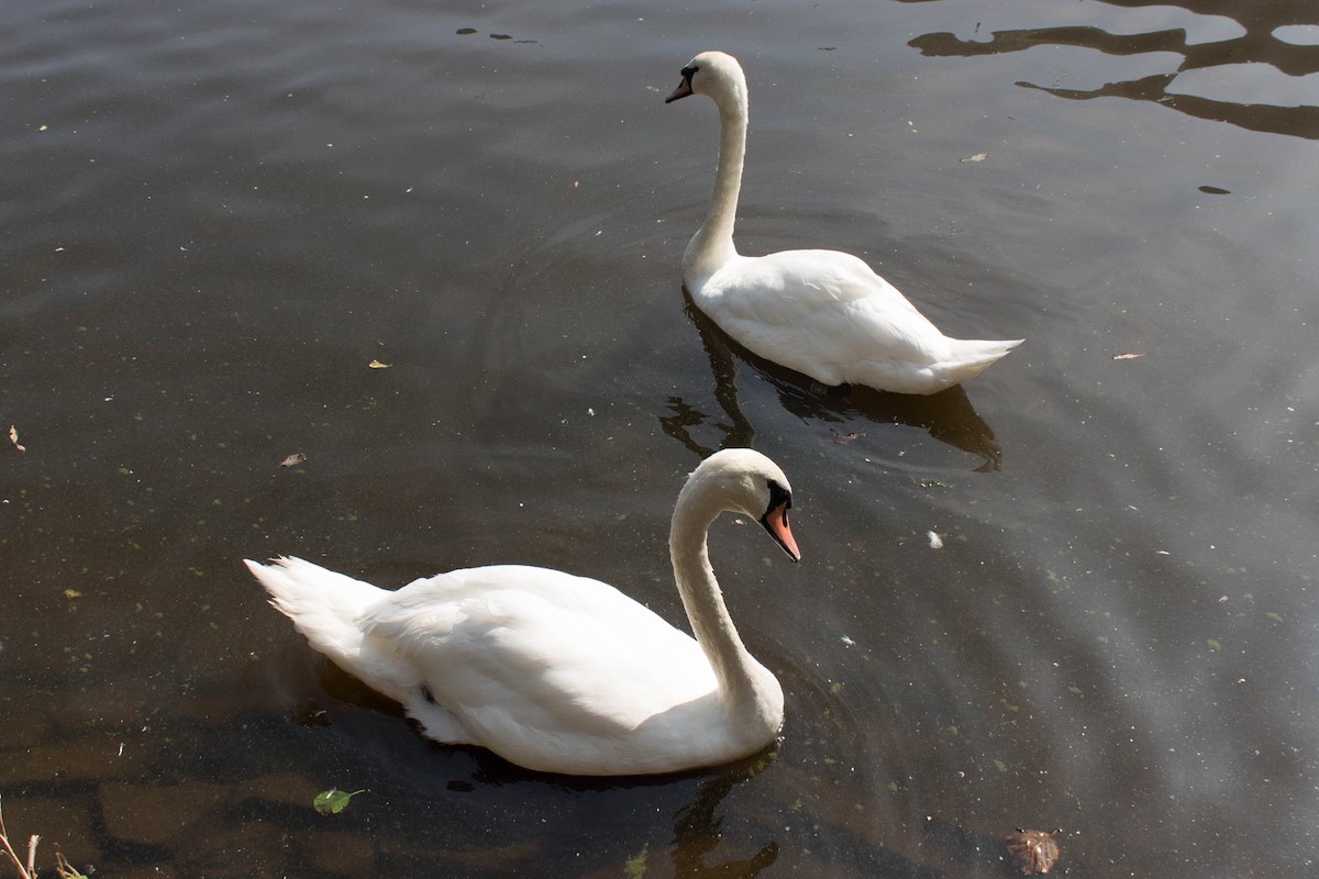 Cygne tuberculé - ML176255441